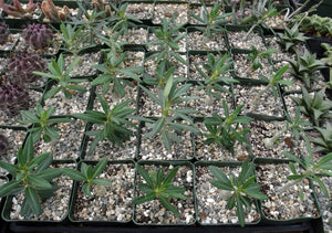 Pachypodium succulentum v. griquense