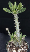 Load image into Gallery viewer, Pachypodium horombense *Big Plants*

