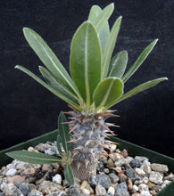 Load image into Gallery viewer, Pachypodium horombense
