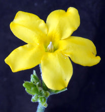 Load image into Gallery viewer, Pachypodium horombense
