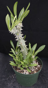 Pachypodium horombense *Big Plants*