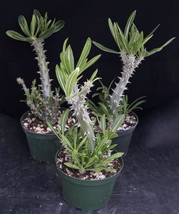 Pachypodium horombense *Big Plants*