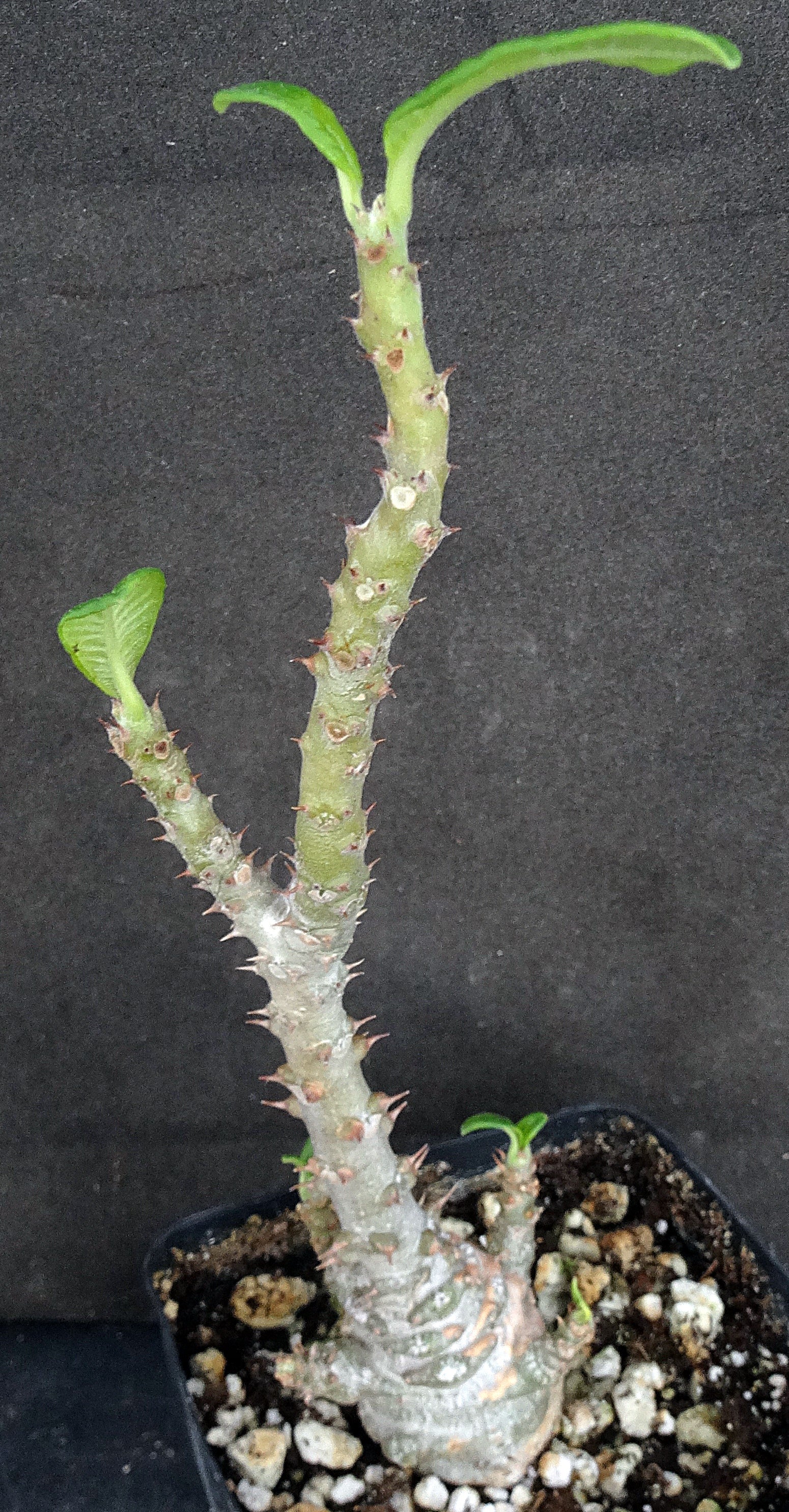 5/6特別価格　パキポディウム　ウィンゾリー② パキポディウム ウィンゾリー | GREEN LUCK