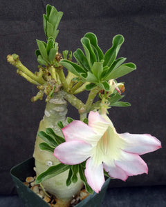 Adenium 'Pakarang' *Rare Crested Form* Grafted Hybrid