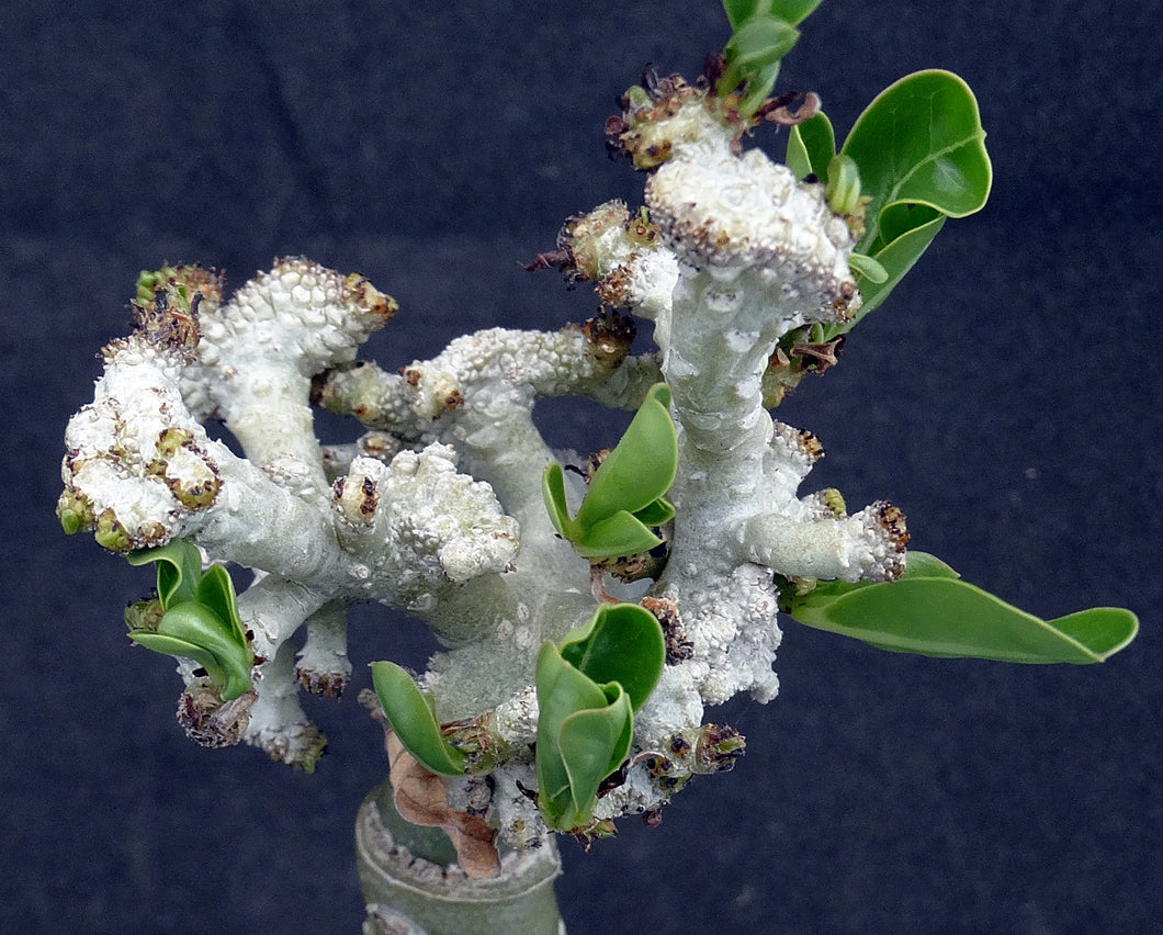 Adenium 'Pakarang' *Rare Crested Form* Grafted Hybrid