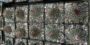 Parodia buiningii