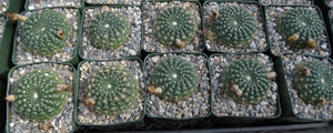 Parodia concinna