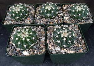 Parodia leprosorium (Wigginsia)