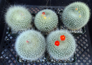 Parodia haselbergii