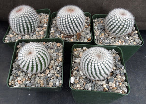 Parodia scopa var. scopa