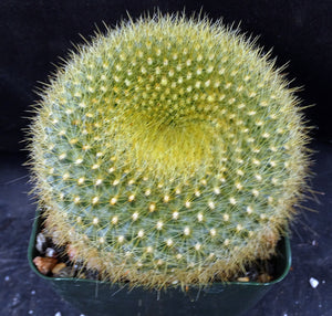 Parodia graessneri Golden donut cactus *Bigger Plants*