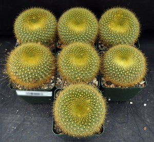 Parodia graessneri Golden donut cactus *Bigger Plants*