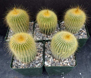 Parodia leninghausii