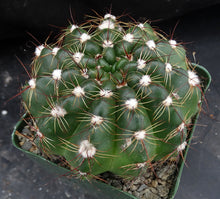 Load image into Gallery viewer, Parodia ottonis *Bigger Plant*
