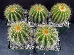 Parodia warasii *Golden Spine Ribs*