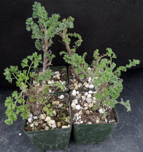 Load image into Gallery viewer, Pelargonium alternans
