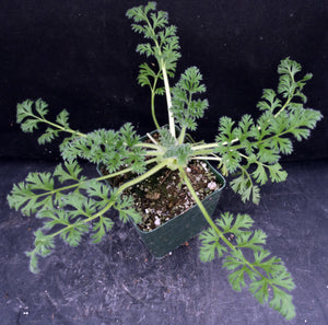 Pelargonium appendiculatum *Soft feathery leaves*