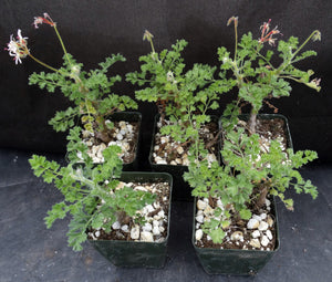 Pelargonium alternans