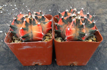 Load image into Gallery viewer, Gymnocalycium 'Pepper X'

