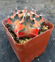 Load image into Gallery viewer, Gymnocalycium 'Pepper X'
