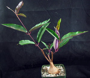 Petopentia natalensis *Purple Leaves*