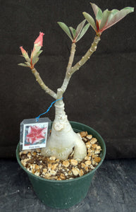 Adenium 'Pink Lady' Grafted Hybrid (A)