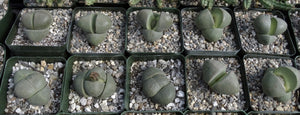 Pleiospilos nelii