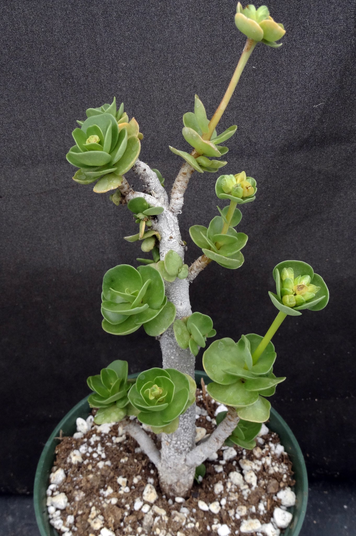 portulaca plant indoors Portulaca molokeniensis *Big Plants* – Kyle's Plants