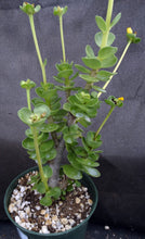 Load image into Gallery viewer, Portulaca molokeniensis *Big Plants*
