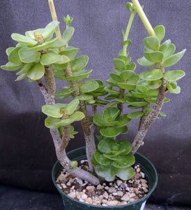 Portulaca molokeniensis *Big Plants*