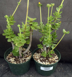 Portulaca molokeniensis *Big Plants*