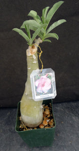 Adenium 'Pratumma' Grafted Hybrid (B) *SEE DESCRIPTION*