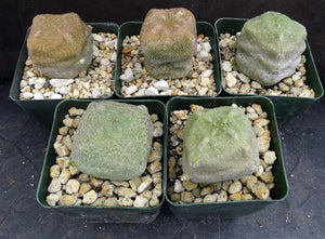 cube shaped succulent Pseudolithos cubiformis – Kyle's Plants