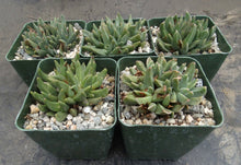 Load image into Gallery viewer, Rabiea difformis *Cold Hardy Mesemb*
