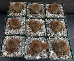 Rebutia fulviceta