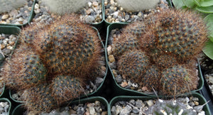 Rebutia fulviceta