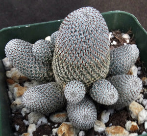 Rebutia heliosa