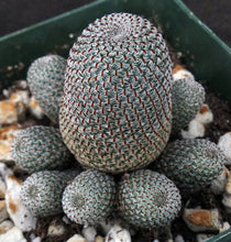 Load image into Gallery viewer, Rebutia heliosa
