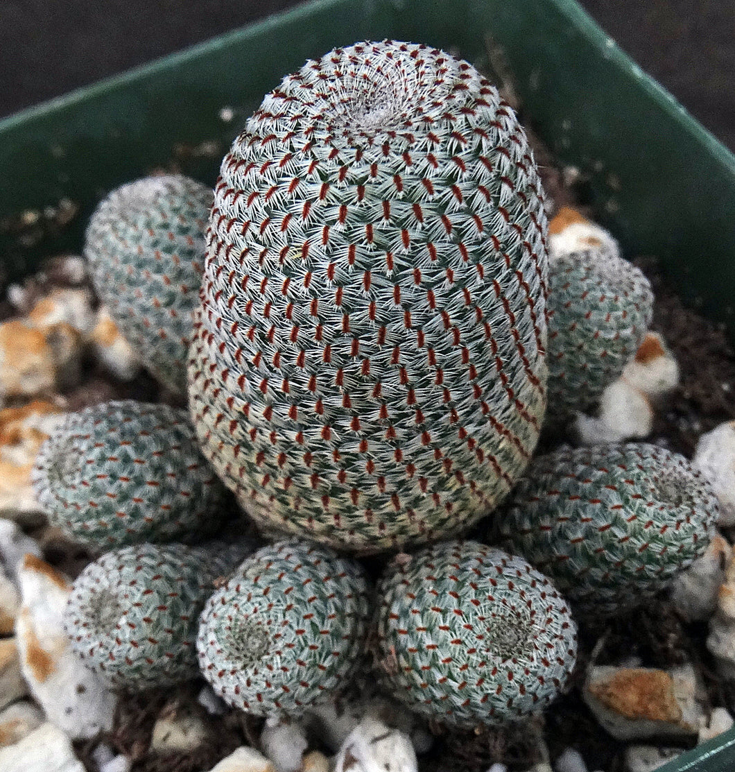 Rebutia heliosa