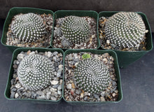 Load image into Gallery viewer, Rebutia krainziana
