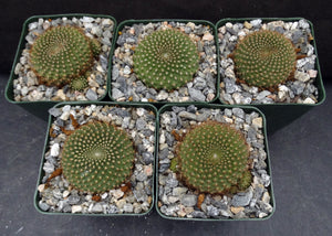 Rebutia marsoneri