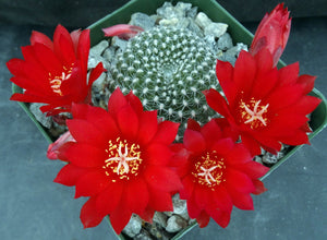 Rebutia krainziana