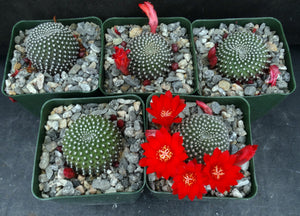 Rebutia krainziana