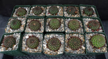 Load image into Gallery viewer, Rebutia mentosa
