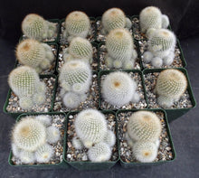 Load image into Gallery viewer, Rebutia muscula
