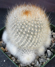 Load image into Gallery viewer, Rebutia muscula
