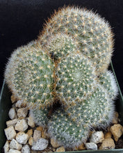 Load image into Gallery viewer, Rebutia narvaecensis *Clumping Plants*
