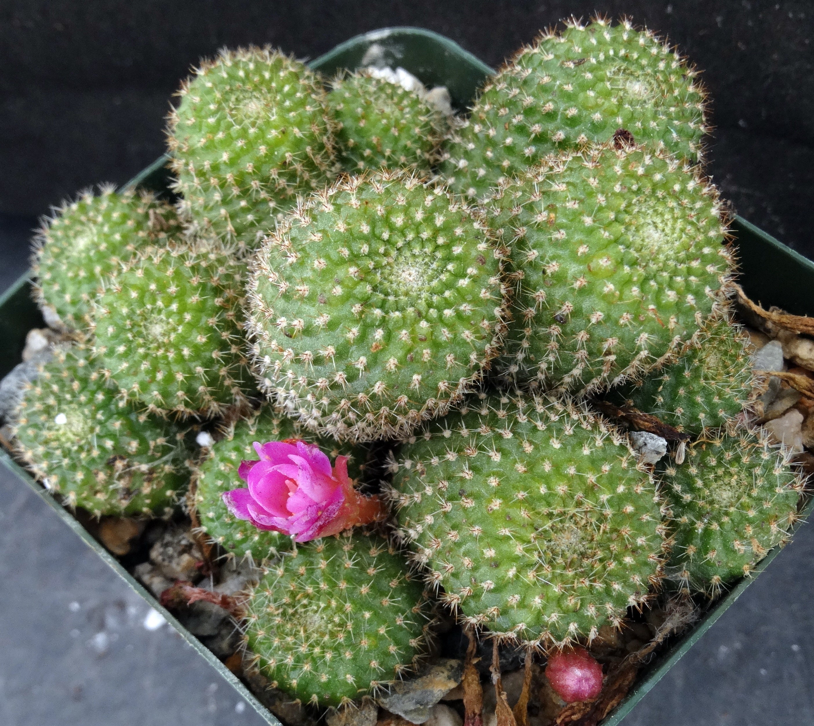 Rebutia perplexa *Big Clumps!* – Kyle's Plants