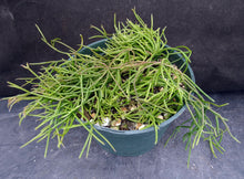 Load image into Gallery viewer, Rhipsalis capilliformis *Big Plants*
