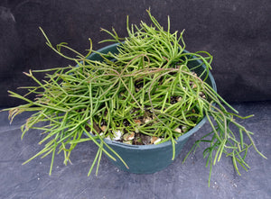 Rhipsalis capilliformis *Big Plants*